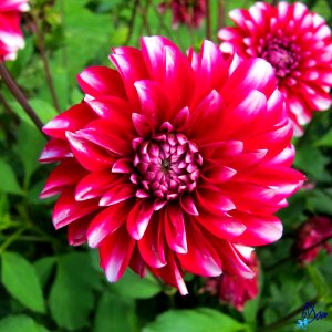 Dahlias photo