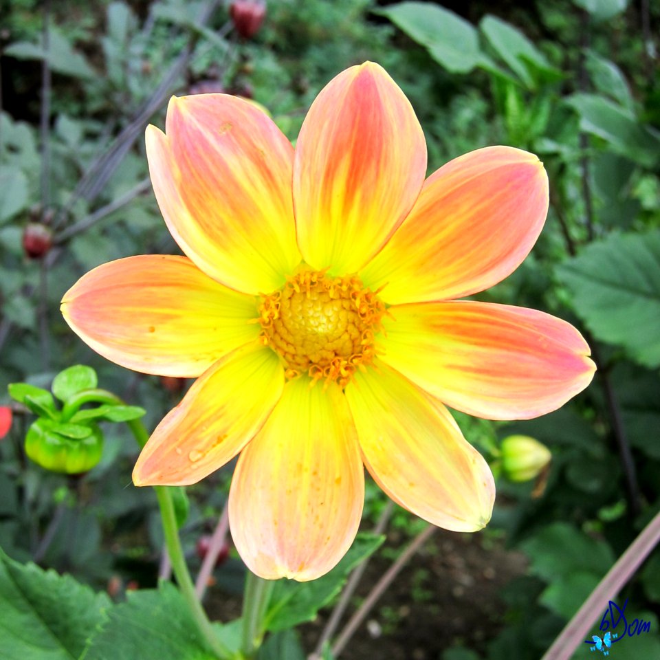 Dahlias
