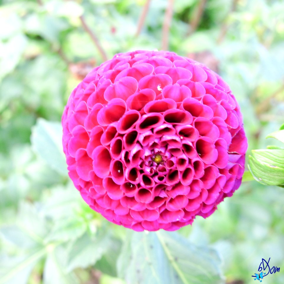 Dahlias