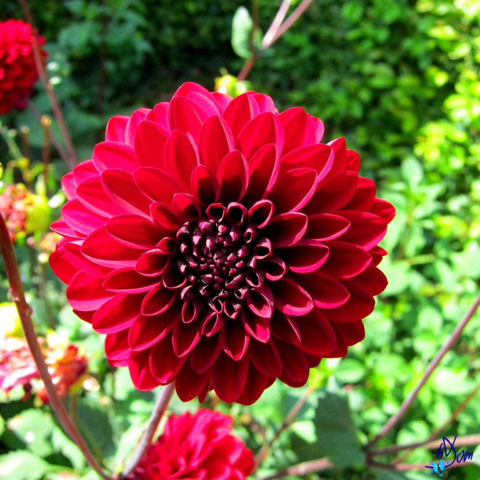 Dahlias
