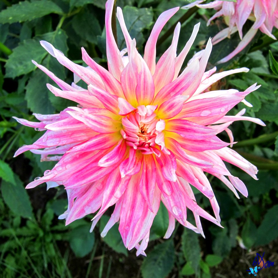 Dahlias