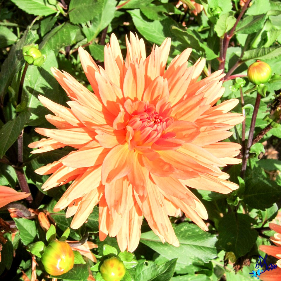Dahlias