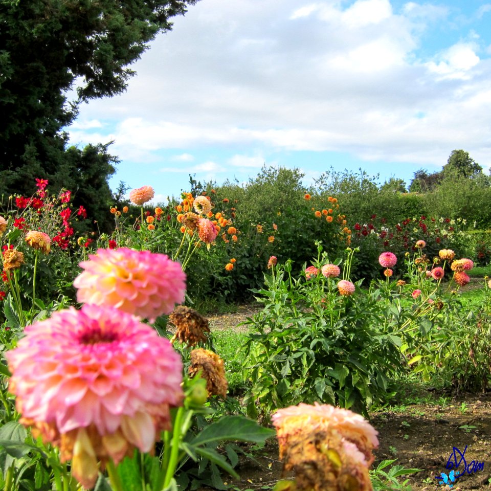 Dahlias