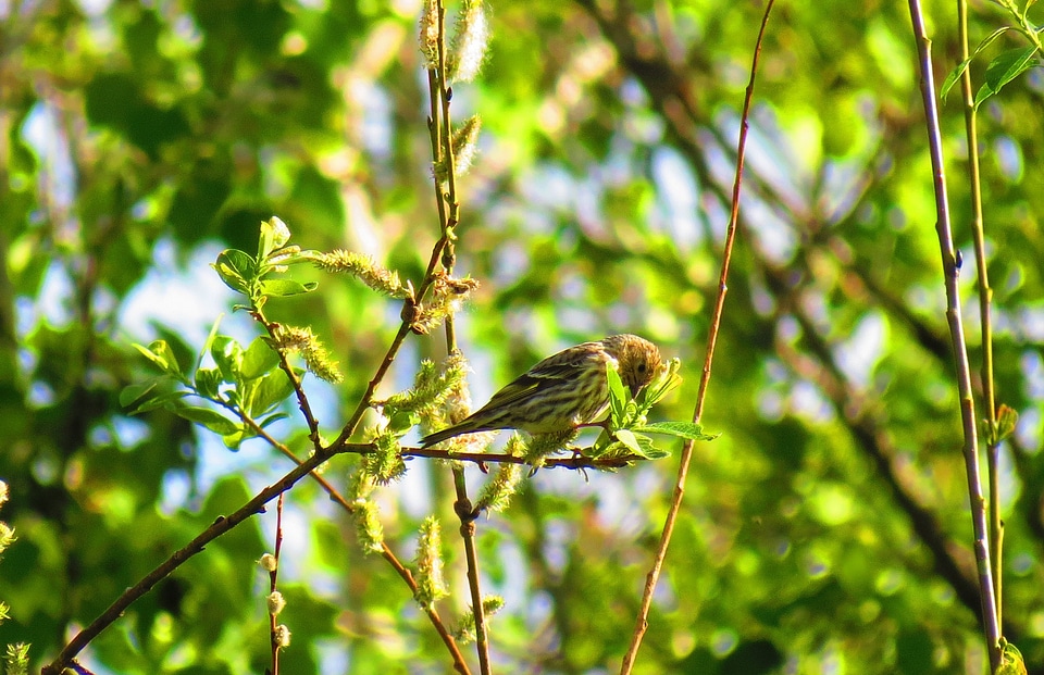 Bird british columbia eating