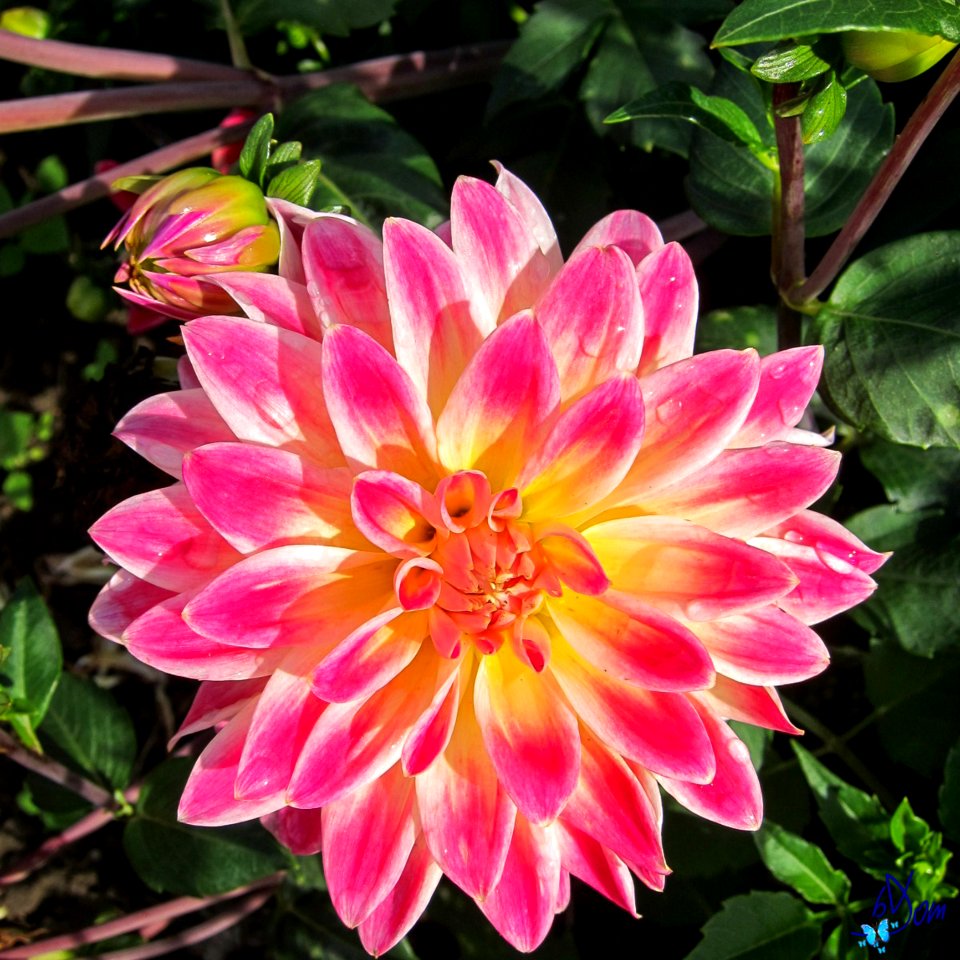 Dahlias