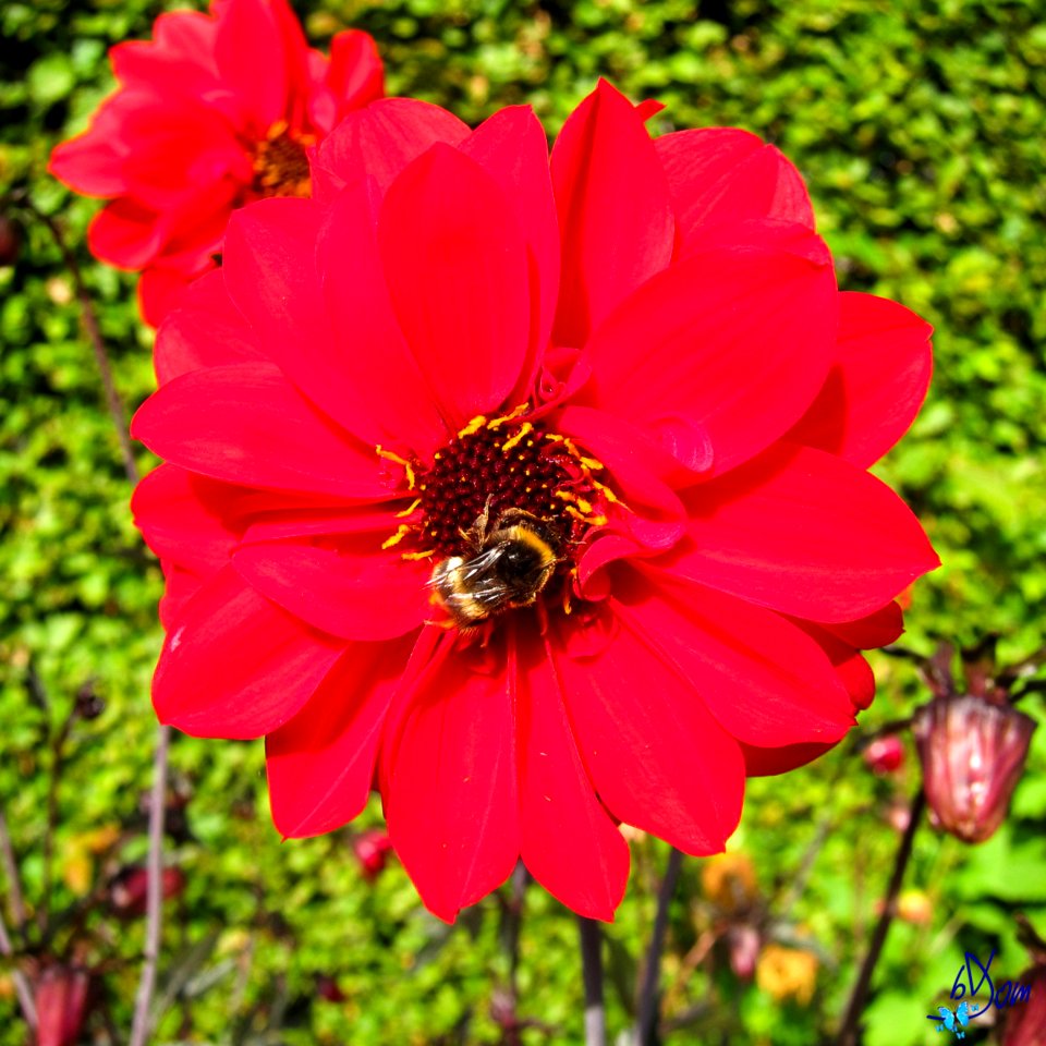 Dahlias