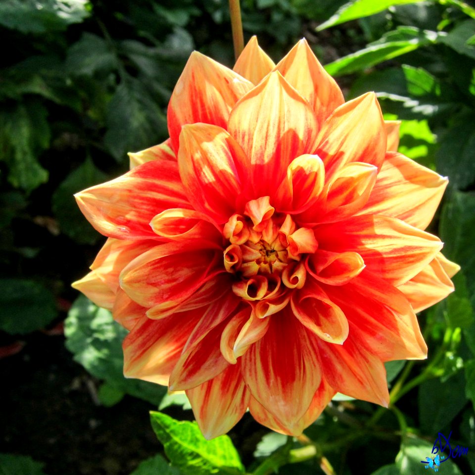 Dahlias