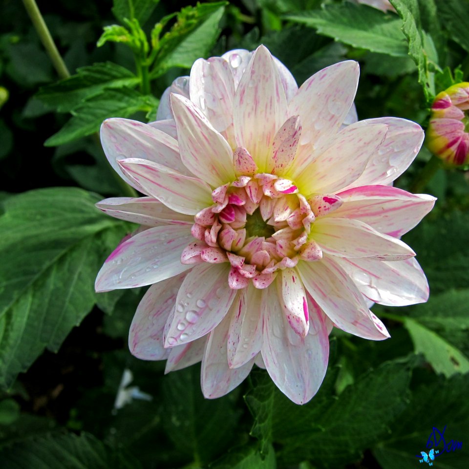 Dahlias