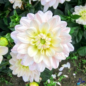 Dahlias photo