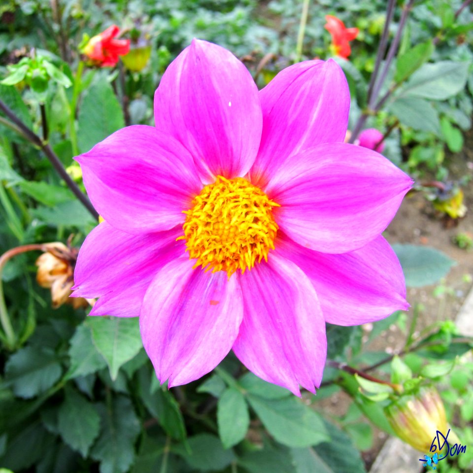 Dahlias