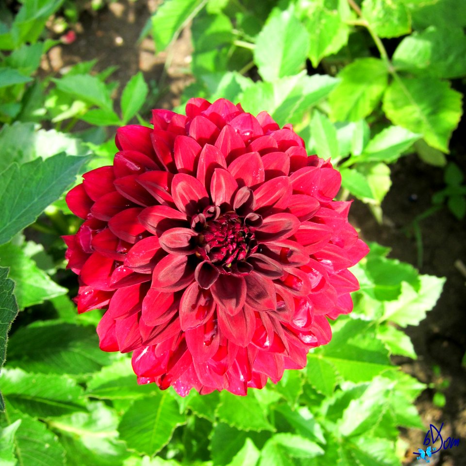 Dahlias