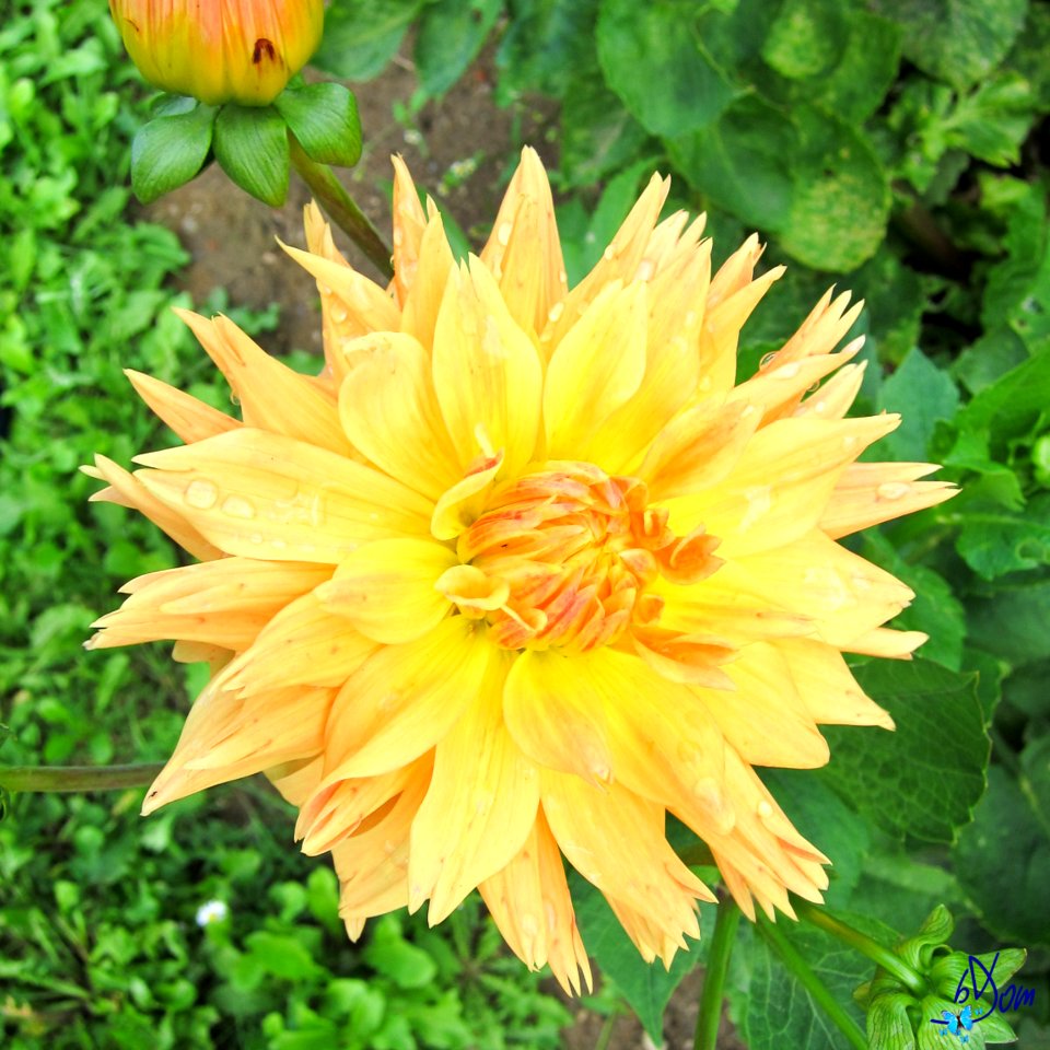 Dahlias