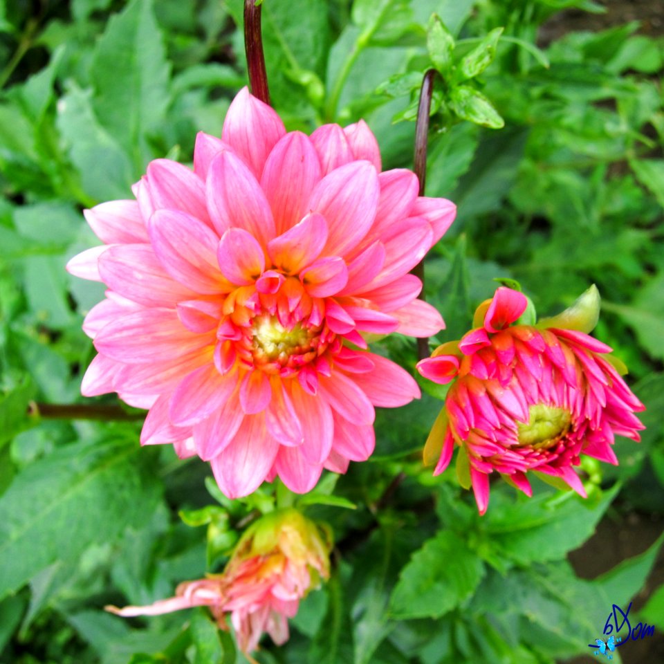 Dahlias