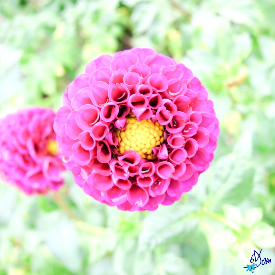 Dahlias