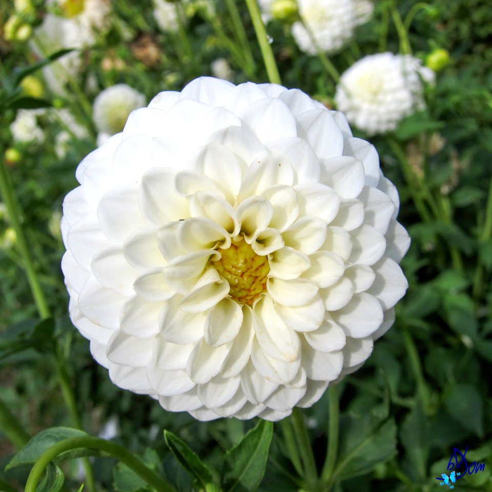Dahlias