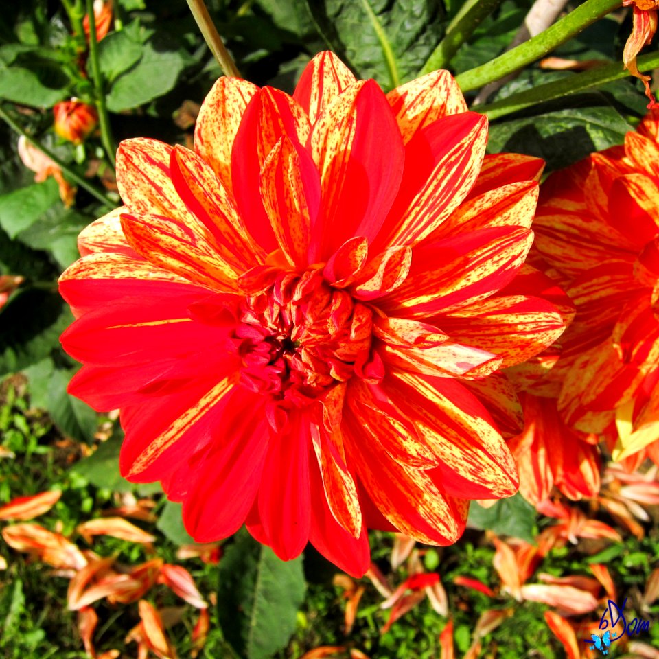 Dahlias