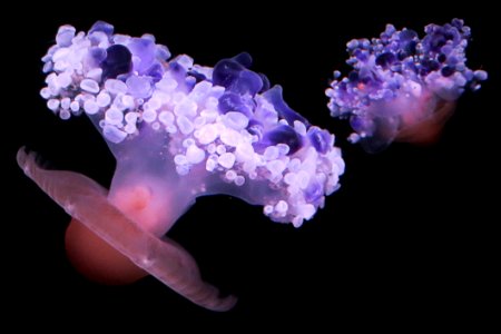Jellyfish 2