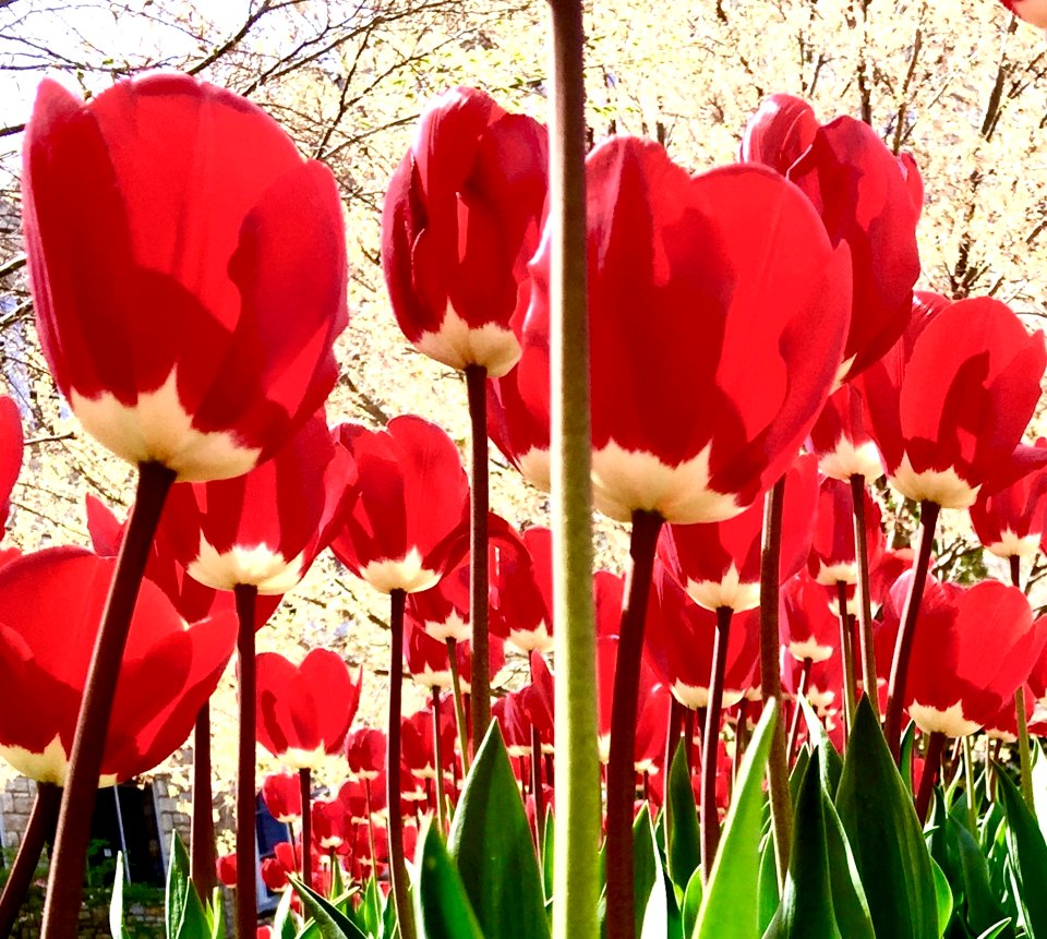 Tulips To The Sky