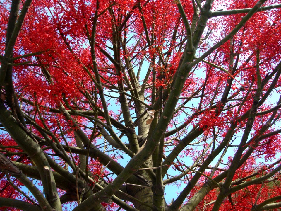 Flower Sky Plant Twig