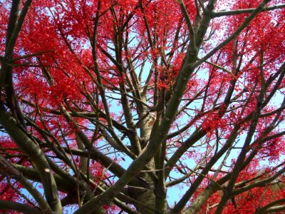 Flower Sky Plant Twig