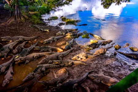 Crocodile Farm Guama Cuba photo