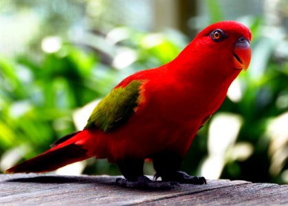 Red Parrot photo