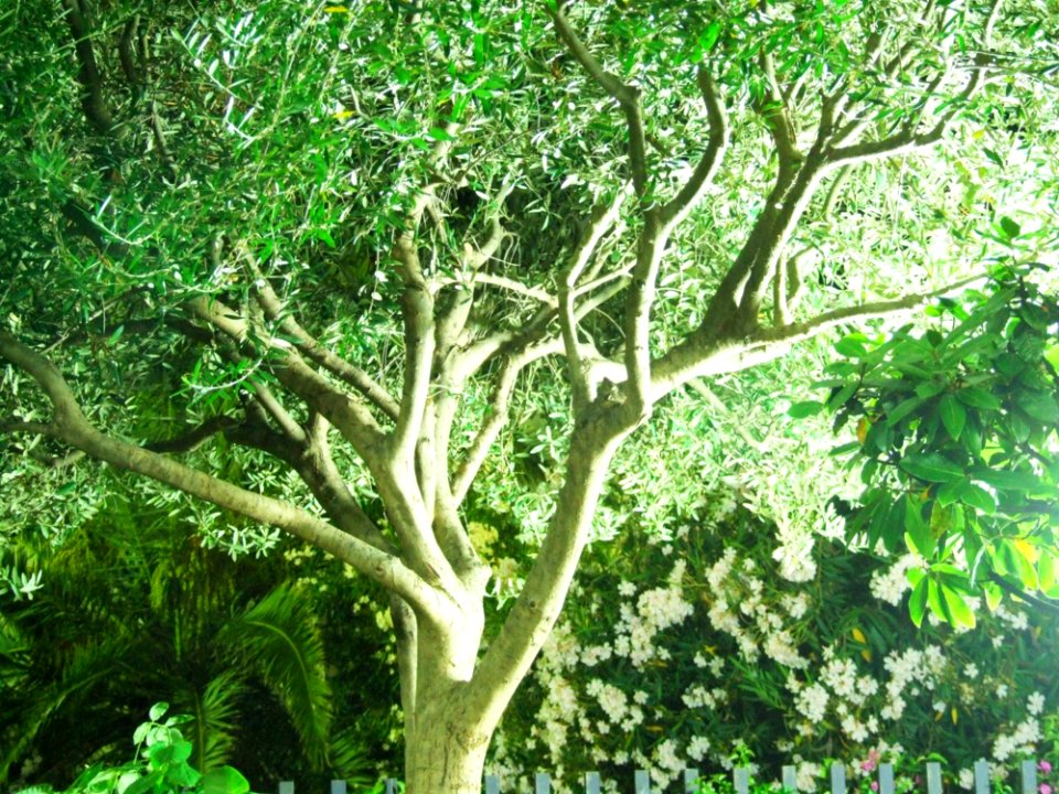 Taormina-Messina-Sicilia-Italy - Creative Commons By Gnuckx