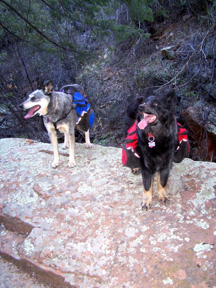 Pups