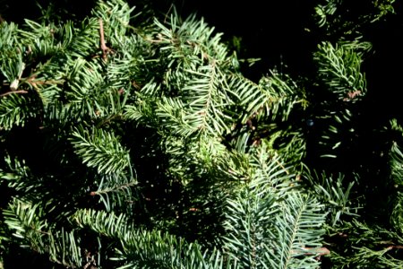 Christmas Composted