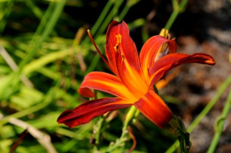 Red And Yellow Lily 1