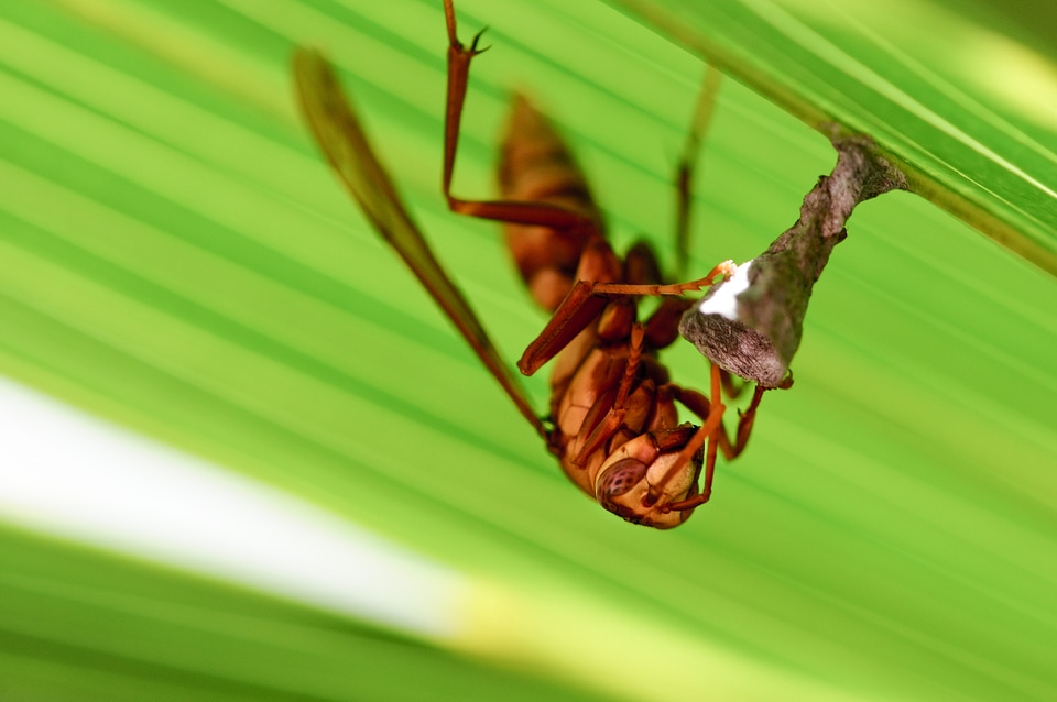 Hornet nature wildlife