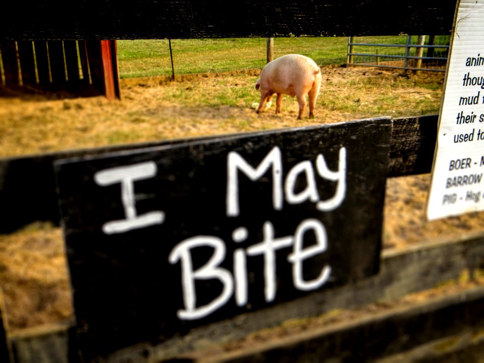 Animal Danger Farm Pig
