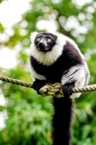Black And White Ruffed Lemur