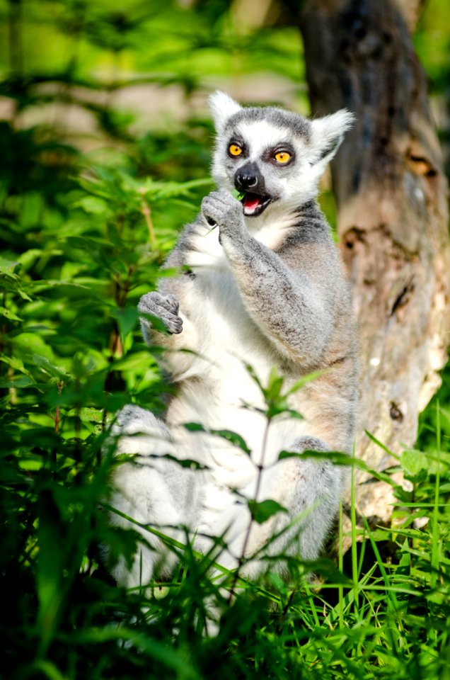 Ring-Tailed Lemur
