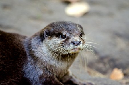 Oriental Small-clawed Otter