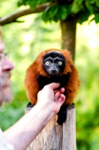 Red Ruffed Lemur