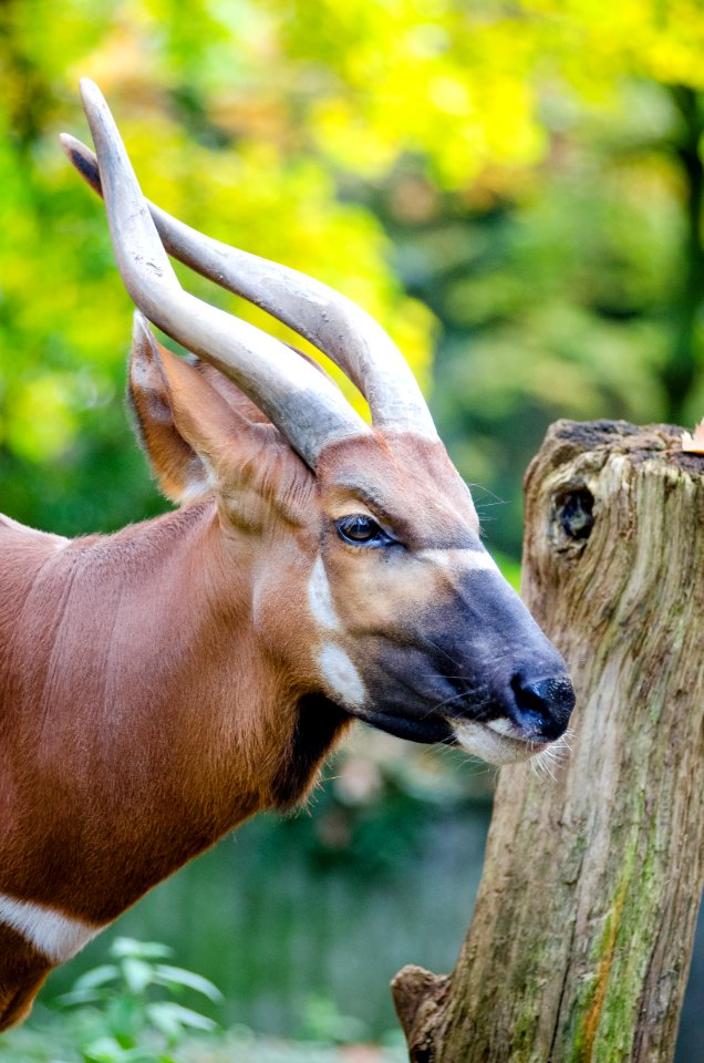 Bongo