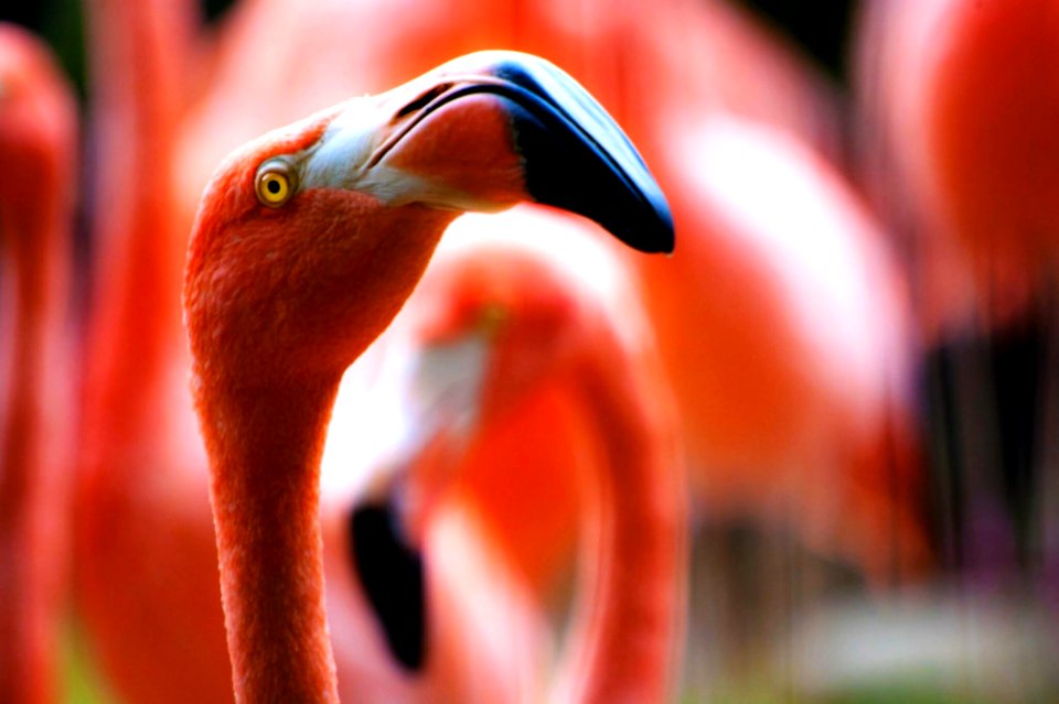 Closeup Of Flamingo Head