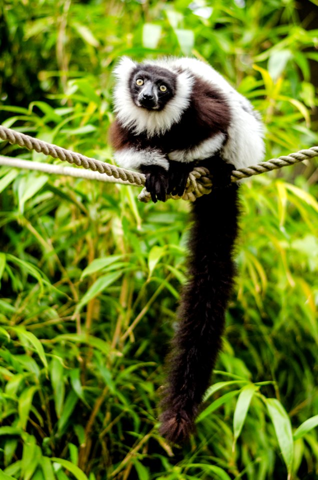 Black-and-white Ruffed Lemur