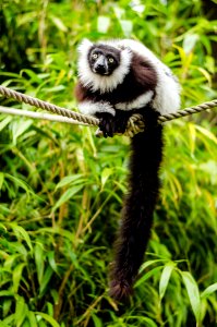 Black-and-white Ruffed Lemur