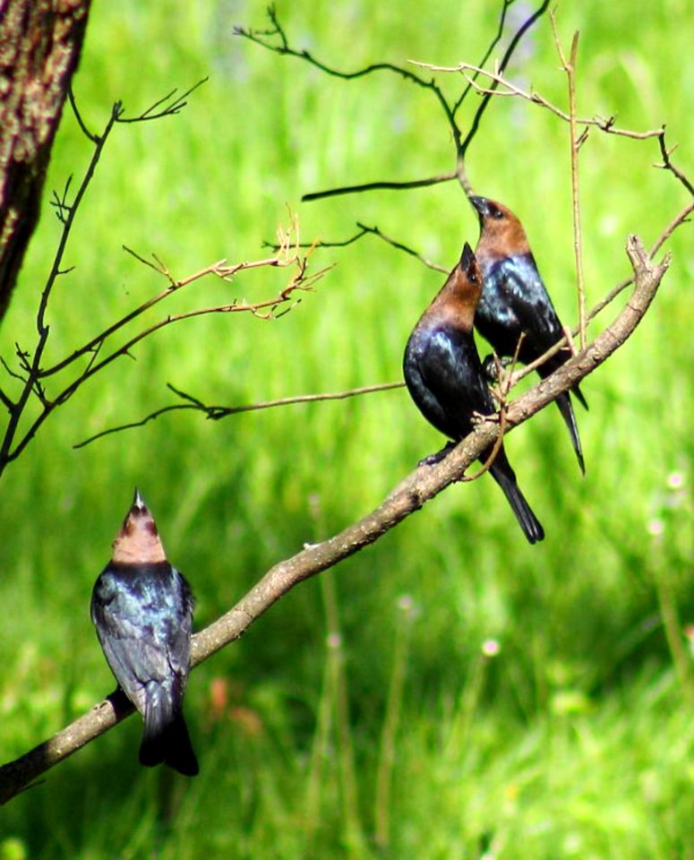 Molothrus Ater (Brown-headed Cowbird) - Males