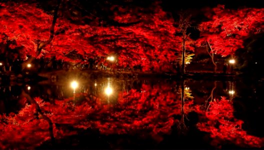 Close-up Of Trees By Lake At Night