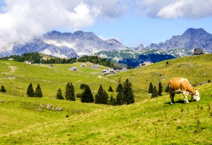 Cow Grazing In Countryside Valley photo