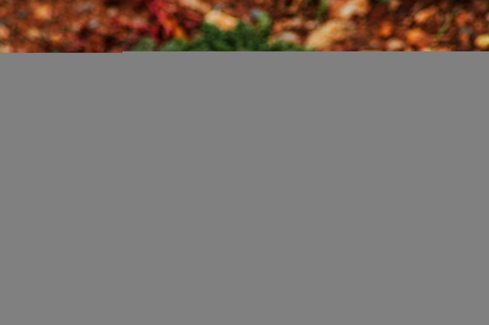 Close-up Of Squirrel On Field