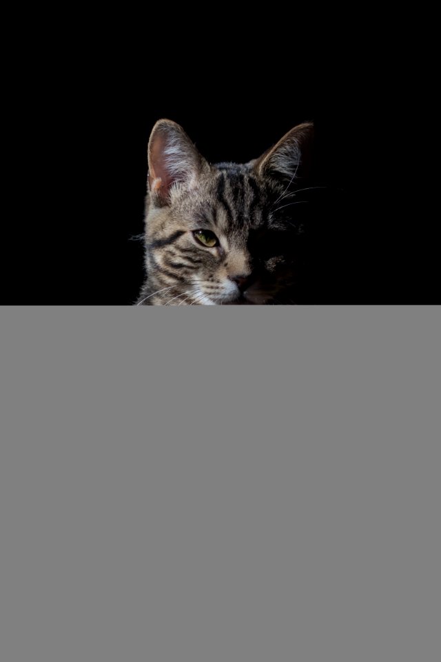 Cat Against Black Background