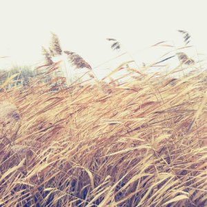 Close-up Of Wheat Growing On Field Against Sky