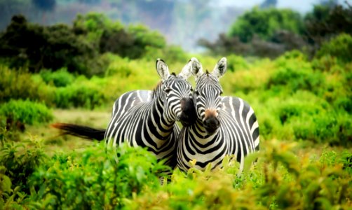 Zebras On Zebra photo