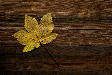 Autumn Leaf On Dark Wood