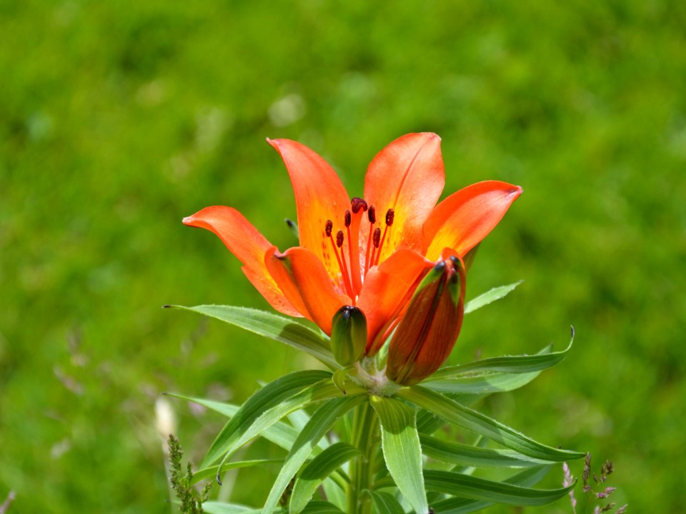 Giglio Rosso - Red Lily - Lys Rouge