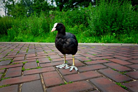 PUBLIC DOMAIN DEDICATION Digionbew 10june July 28-06-16 Coot On The Road LOW RES DSC03422